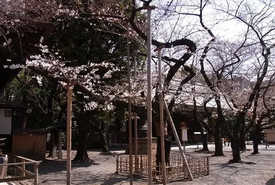（開花宣言）基準木の桜