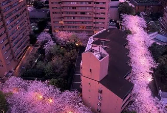 桜坂