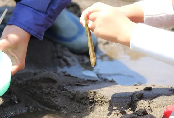 「マテ貝掘り」は干潟ならではの楽しみ方