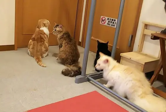 ご飯を待つ猫たち