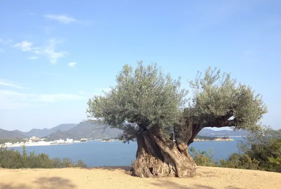 樹齢千年のオリーブの木