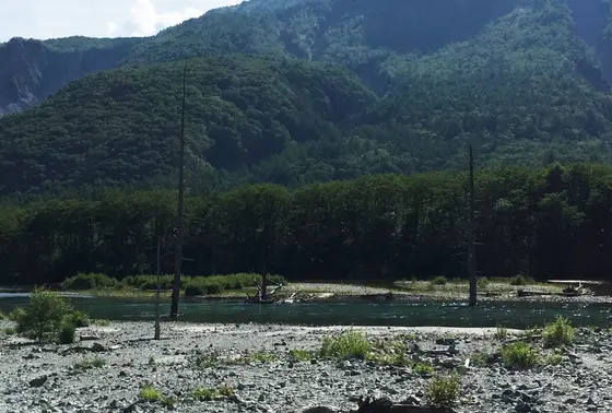 立ち枯れの木