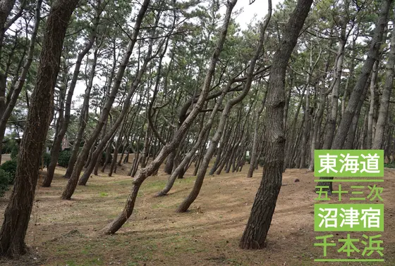 沼津千本浜公園の松林や松並木