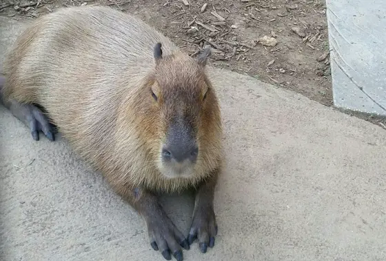 動物とふれあい広場