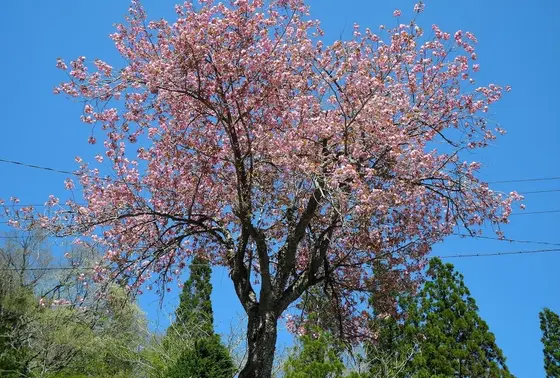 5月なのに桜が満開