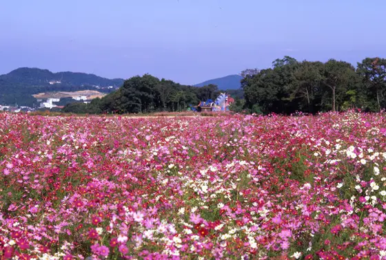 四季折々の草花