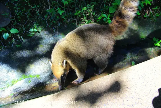 アナグマがいる！