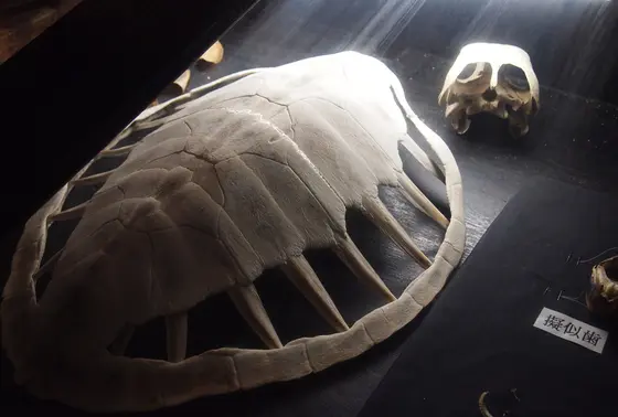 ウミガメの骨格