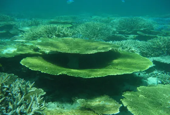 テーブル珊瑚