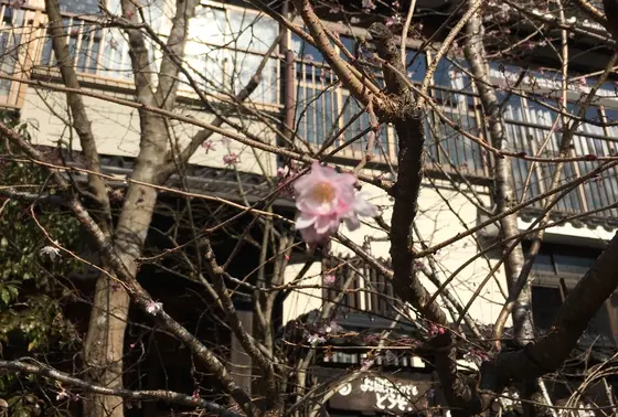 寒桜⁈^_^