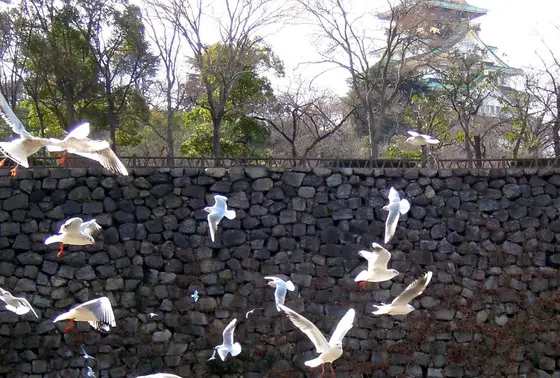 大阪城のお濠