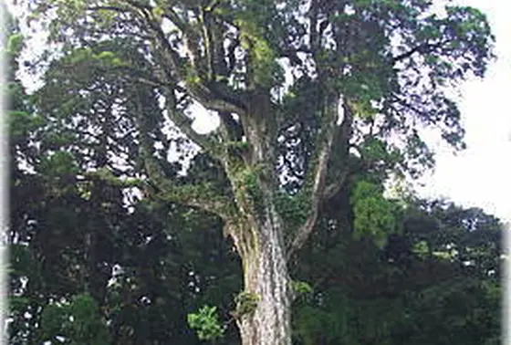 樹齢千年の御神木