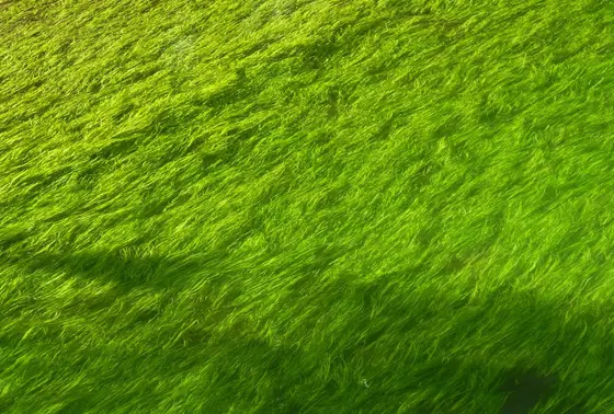 水藻が光るとき