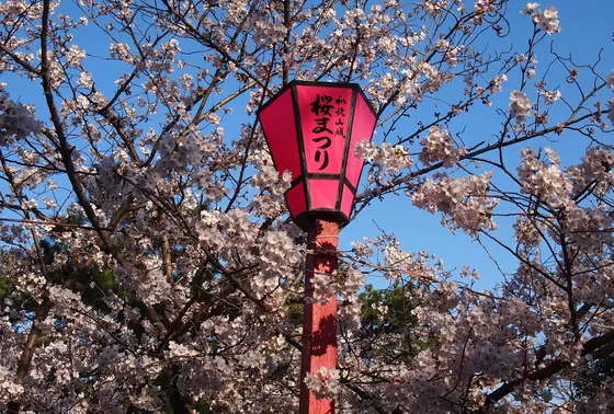 桜の季節