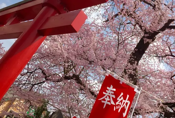 巨大な桜