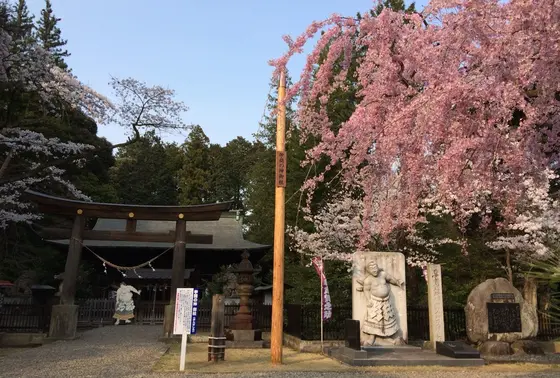 桜と鉛筆型の御柱です。宇都宮のお花見散策には、蒲生神社を通って八幡山に行くといいですね。