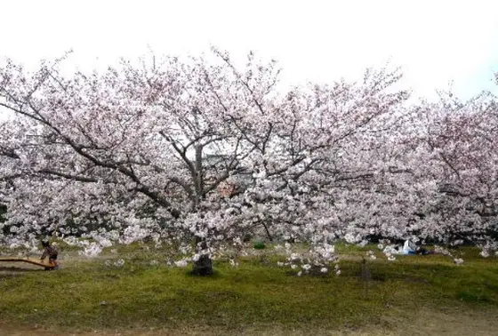 桜の木下で！