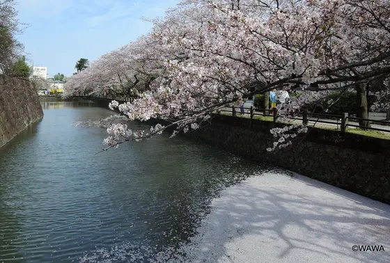 小田原城の桜