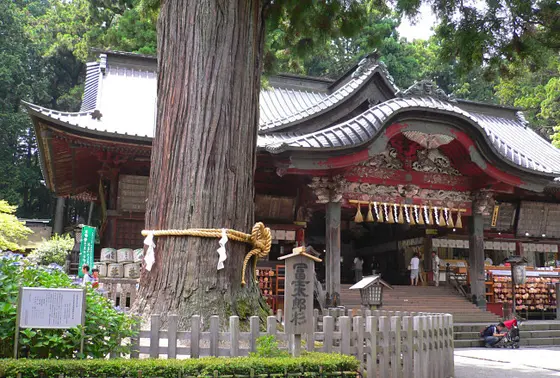 樹齢約1000年の太郎杉