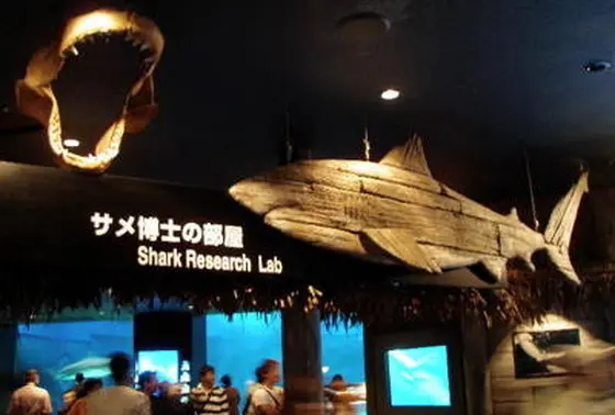 サメの博士の部屋