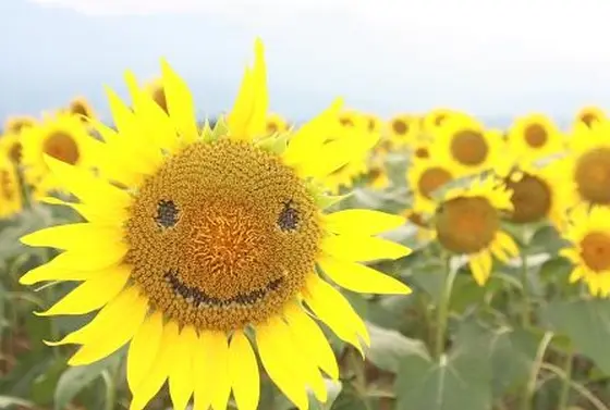 夏はひまわり