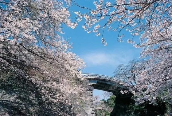 桜の名所・橘公園