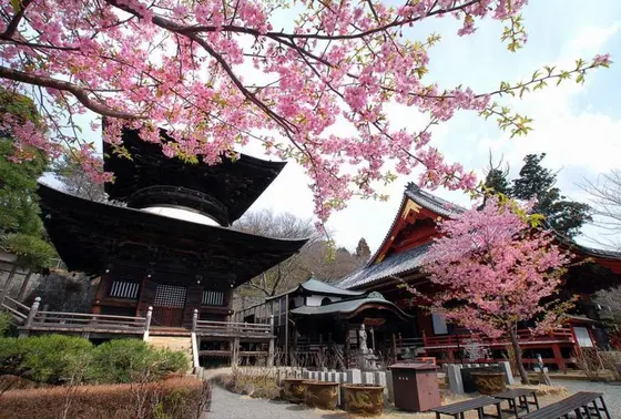桜のシーズン🌸