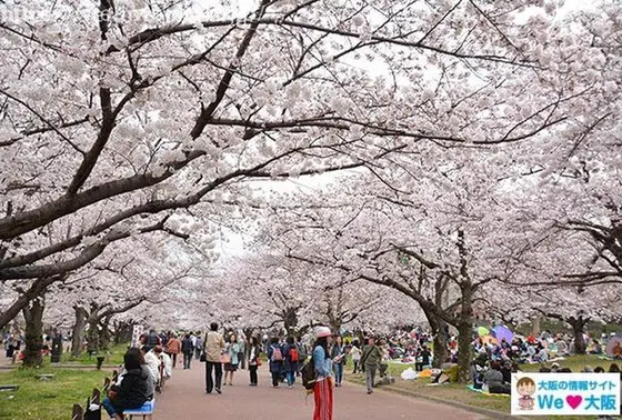 広い敷地は桜でいっぱい！