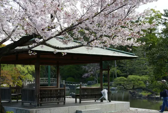 桜と東屋