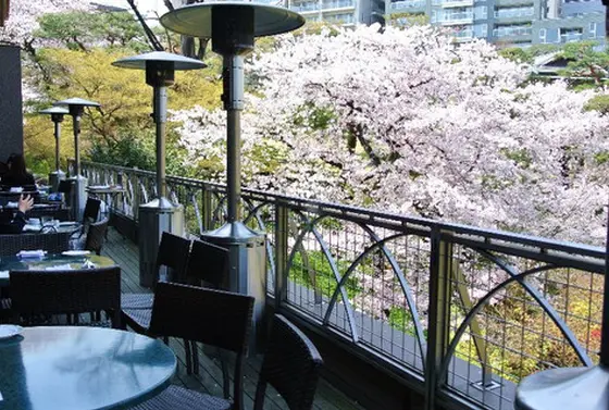 カフェから見る桜は圧巻!!