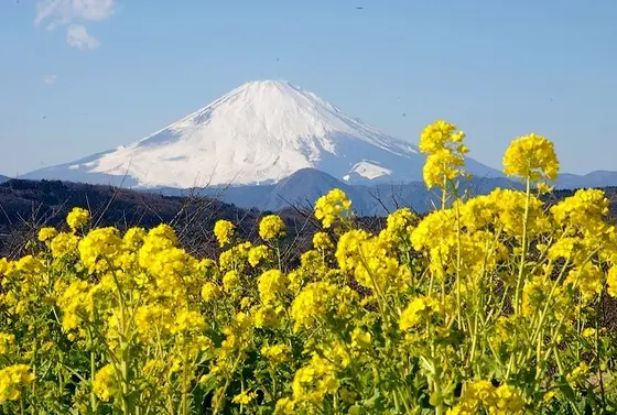 菜の花や富士山
