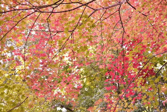 郡山公園の紅葉