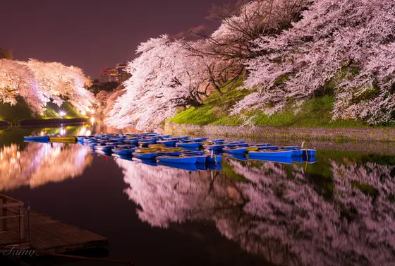 水面に映る桜は幻想的