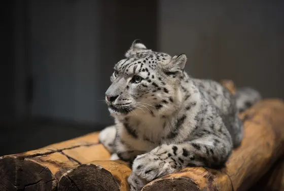 ホワイトタイガー