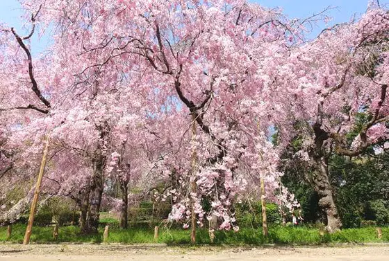 4月 枝垂れ桜
