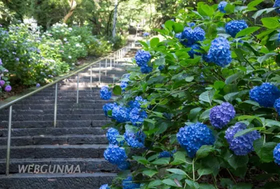石段と紫陽花