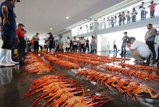 “昼セリ“を見学することもできます🐠