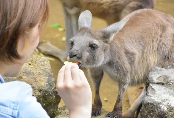 カンガルーに餌付け