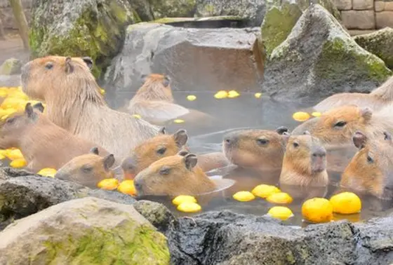 元祖カピバラ温泉♨️