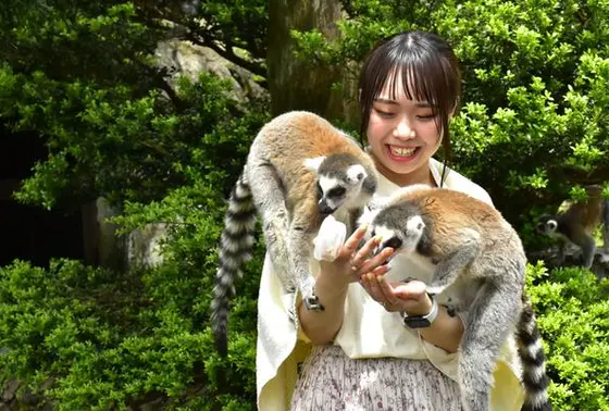人気のワオキツネザル