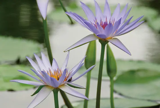 7月に花を咲かせる青い睡蓮