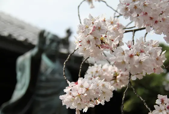 墨染桜の伝説