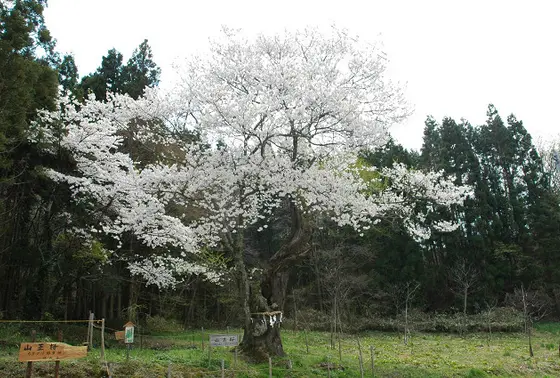 桜の大木が美しい！
