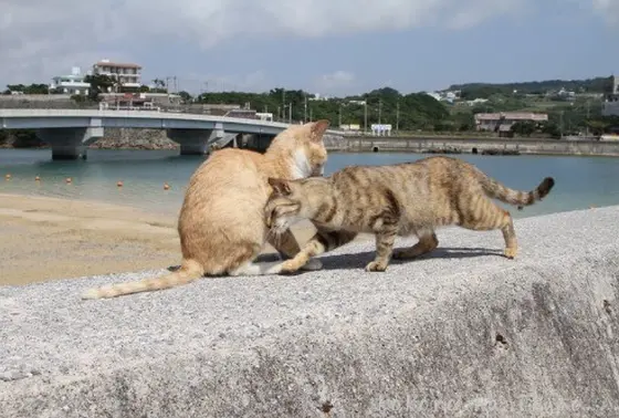 沖縄はネコさん多し！