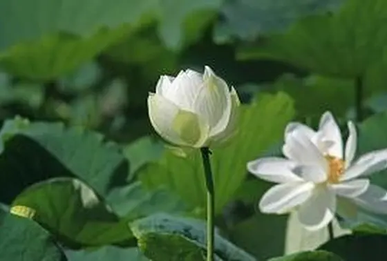 源平池