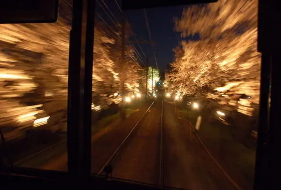 嵐電車内から見る夜桜