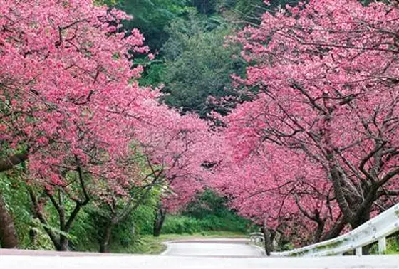 観光情報：八重岳の桜