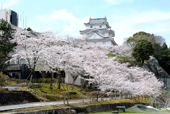春の大多喜城は桜の名所