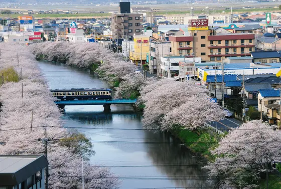川沿いには見事な桜が！