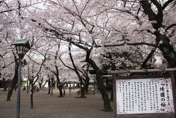 東京の開花は靖国神社の桜が宣言します！